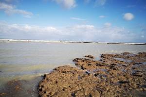 Mont-Calme-Gîte-Criel-Sur-Mer - faune flore