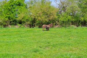 Prairies et animaux