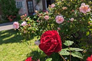 Rosier en fleur du jardin privatif de la Ferme de la Chevêche - Gîte des Monts d'Ambazac en Limousin