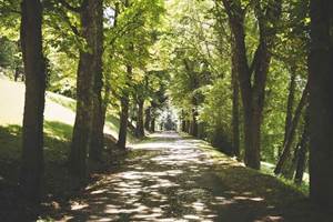 Allée principale bordée d'arbres