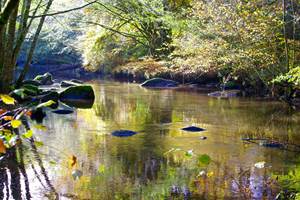 reflet d'automne