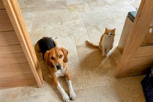 pipistrelles19-chambreshotes-lacdesechemaille-chien-meymac