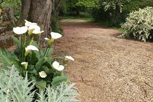 Fleurs Blanches Arum