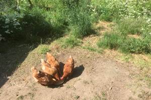 Pipistrelles19-chambredhotes-gite-meymac-lacsechemaille