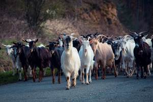 troupeau de chèvre Corse