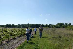 vignes
