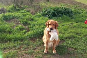 Animal de Compagnie bienvenue