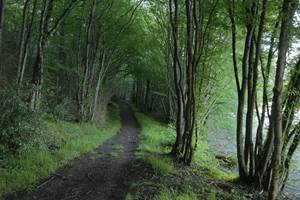 chemin-de-randonne´e-au-bord-du-lac