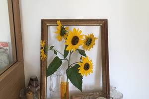 Pipistrelles19-chambredhotes-gite-meymac-lacsechemaille