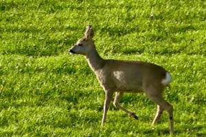 Un visiteur occasionnel !