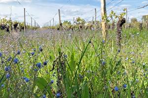 balade dans les vignes