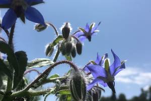 Pipistrelles19-chambredhotes-gite-meymac-lacsechemaille