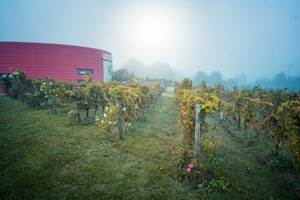 PIERRE & BERTRAND COULY - Les vignes