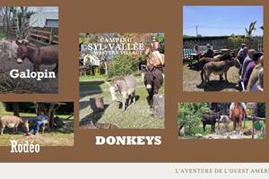 bookingdonkeys