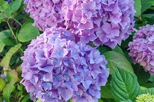 IMG_20250711_084514[1]