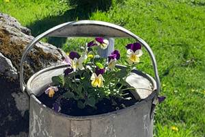 Un vieil arrosoir fait bien l'affaire!