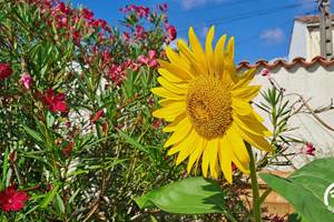 461639-25_G1869_2116a08f5bf66b6d47eb005cf3dd6600