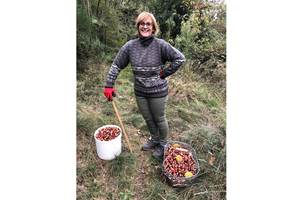 Ramassage des châtaignes