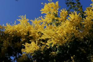 Février sur le Bassin d'Arcachon : les mimosas en fleur parfume l'atmosphère