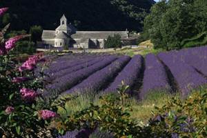 L'Abbaye de Sénanque