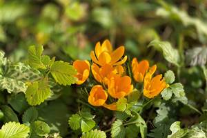 Premiers crocus en fleur