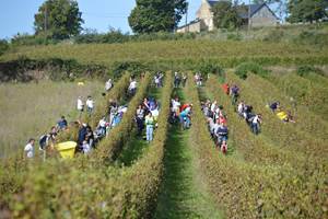 Vendangeurs d'un jour