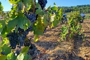 CHÂTEAU-MAYLANDIE-Vignes