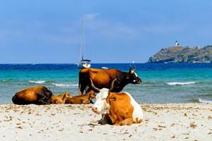 Détente sur la plage de Barcaggio