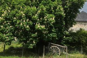 Pipistrelles19-chambredhotes-meymac-lacsechemaille