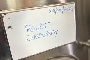 chardonnay