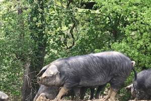 6808b52546997148850488