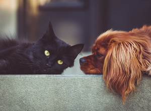dog-g62d2104ad_1920