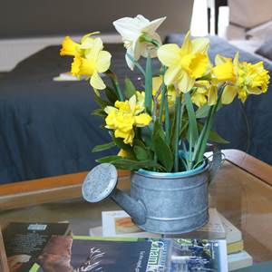 quelques jonquilles du jardin