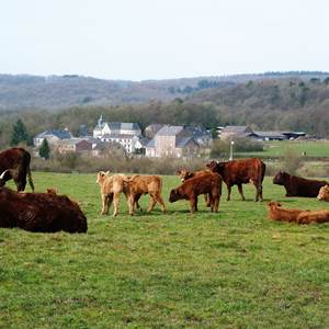 Le hameau rural de Xhignesse logé dans la verdure