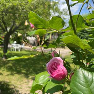 Jardin de la cour Zaepffel
