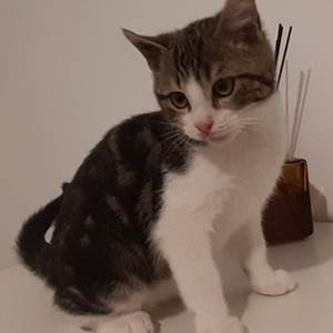 Forfait Animal de Compagnie