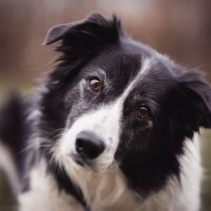 cover-r4x3w1200-628e2f6688732-particularites-chien-border-collie (1)