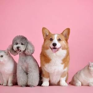 pets-3715733_1920