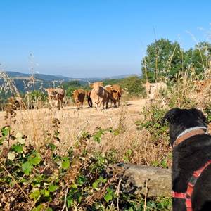 chien-vaches-campagne-aveyron-slow-life-saisonnee-centres-options