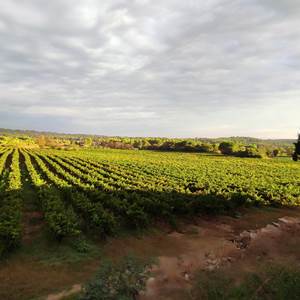 Vignes MasdeBayle