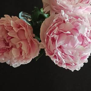 pivoines du jardin