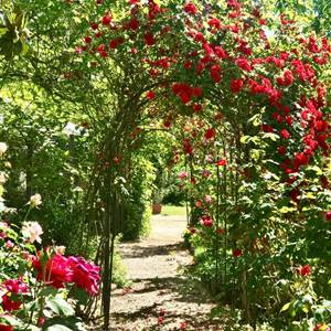 Notre allée de roses