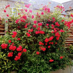 La terrasse est fleurie pour votre plaisir !
