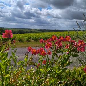 Vue sur les vignes