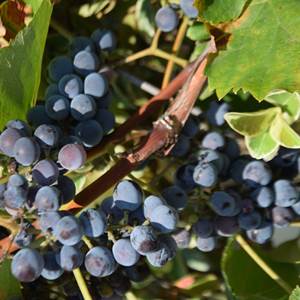 Les grands vins de Cahors-options