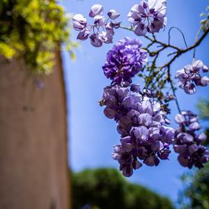 glycine-en-fleur