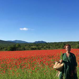 coquelicots et bientôt millepertuis