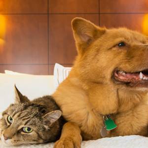 hotel-animaux-chat-chien