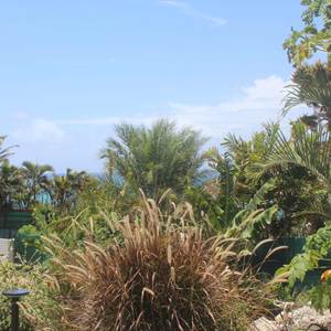 Iguane House villa & Micro Spa et son jardin d'ornement