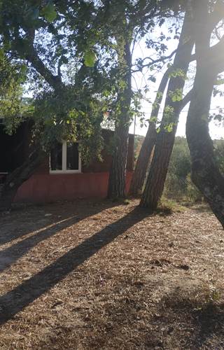 Bois de Santal 1 (1)